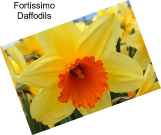 Fortissimo Daffodils