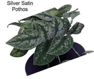 Silver Satin Pothos