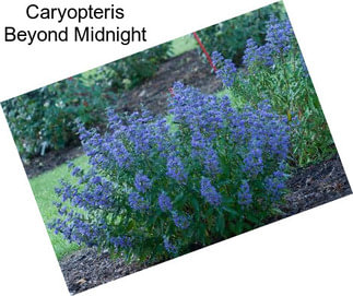 Caryopteris Beyond Midnight