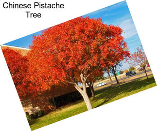 Chinese Pistache Tree