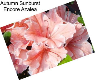 Autumn Sunburst Encore Azalea