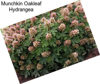 Munchkin Oakleaf Hydrangea