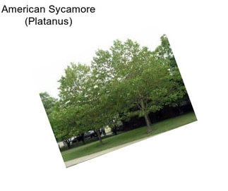 American Sycamore (Platanus)