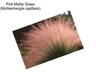 Pink Muhly Grass (Muhlenbergia capillaris)