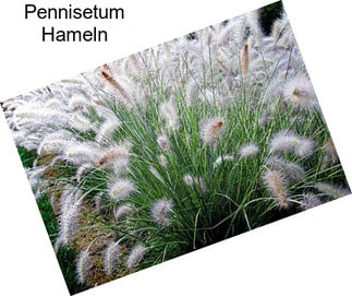 Pennisetum Hameln