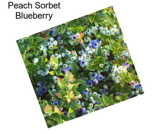 Peach Sorbet Blueberry