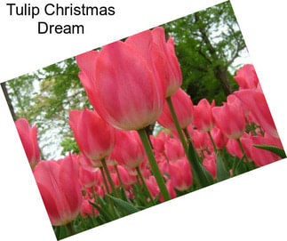 Tulip Christmas Dream