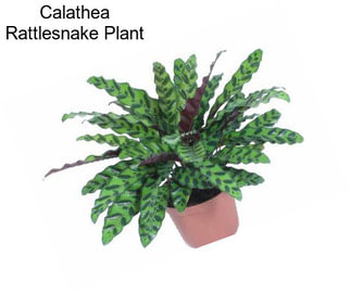 Calathea Rattlesnake Plant