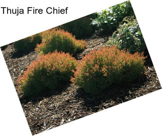 Thuja Fire Chief