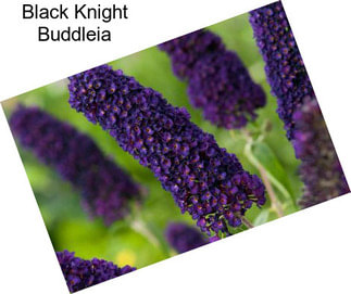 Black Knight Buddleia