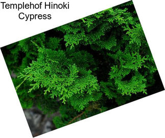 Templehof Hinoki Cypress