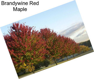 Brandywine Red Maple