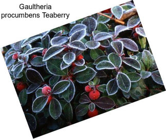 Gaultheria procumbens Teaberry