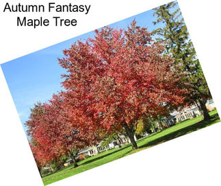 Autumn Fantasy Maple Tree