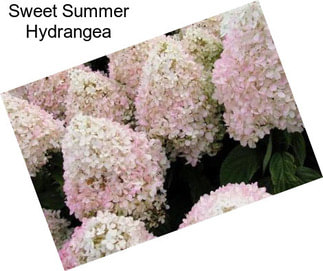 Sweet Summer Hydrangea