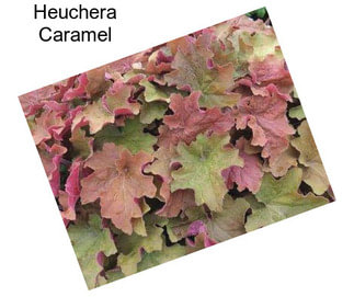 Heuchera Caramel