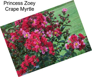 Princess Zoey Crape Myrtle
