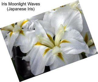 Iris Moonlight Waves (Japanese Iris)