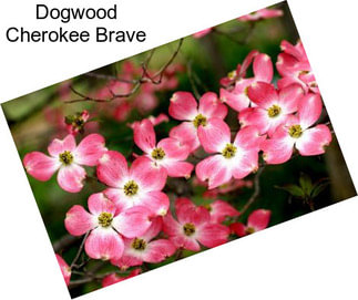 Dogwood Cherokee Brave