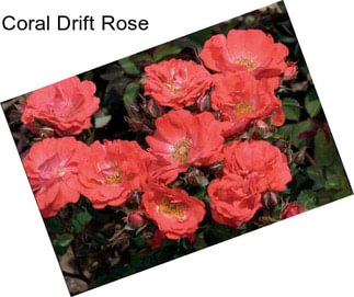 Coral Drift Rose