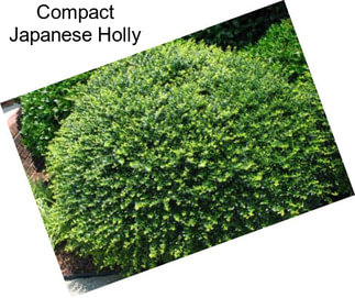 Compact Japanese Holly