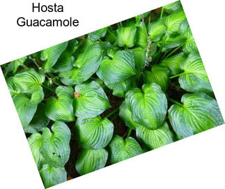 Hosta Guacamole