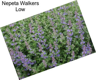 Nepeta Walkers Low