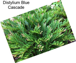 Distylium Blue Cascade