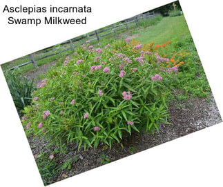 Asclepias incarnata Swamp Milkweed