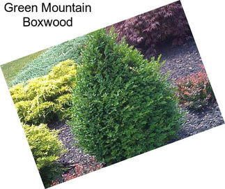 Green Mountain Boxwood