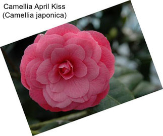 Camellia April Kiss (Camellia japonica)