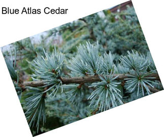 Blue Atlas Cedar