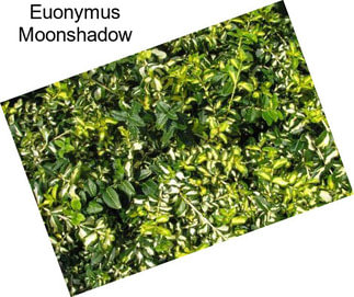 Euonymus Moonshadow