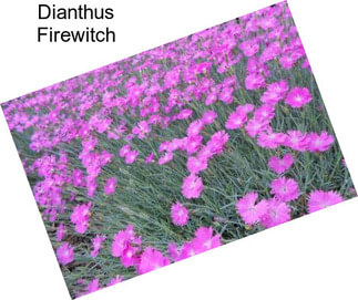 Dianthus Firewitch