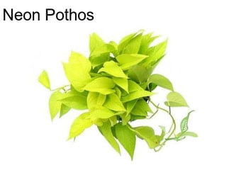 Neon Pothos