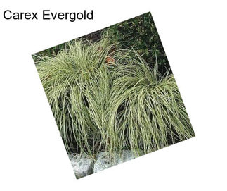 Carex Evergold