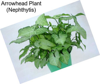 Arrowhead Plant (Nephthytis)