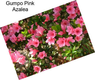 Gumpo Pink Azalea