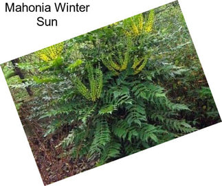 Mahonia Winter Sun