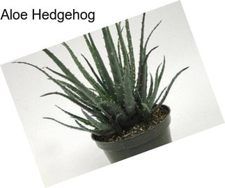 Aloe Hedgehog