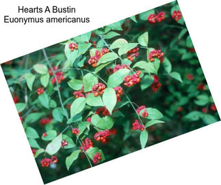 Hearts A Bustin Euonymus americanus