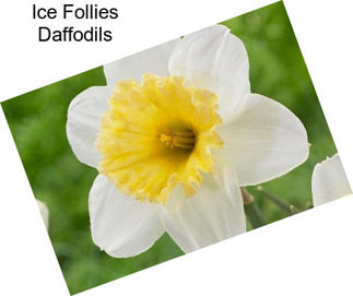 Ice Follies Daffodils