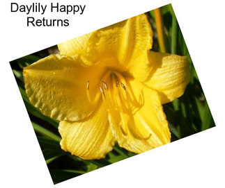 Daylily Happy Returns