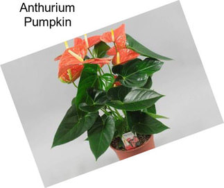 Anthurium Pumpkin