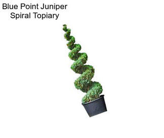 Blue Point Juniper Spiral Topiary