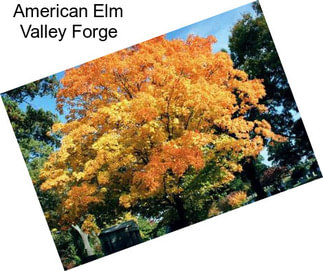 American Elm Valley Forge