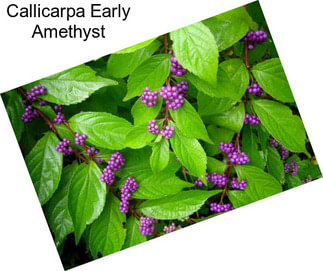 Callicarpa Early Amethyst