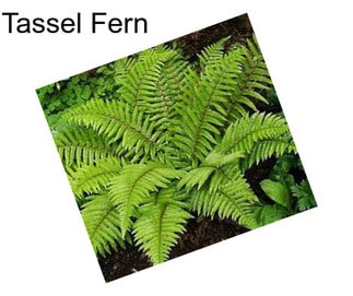 Tassel Fern