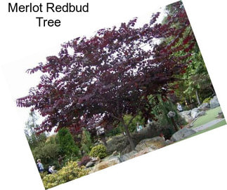 Merlot Redbud Tree