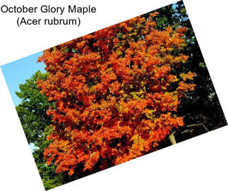 October Glory Maple (Acer rubrum)